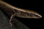 Underwood's spectacled tegu (Gymnophthalmus underwoodi)