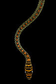 Paradise tree snake (Chrysopelea paradisi)