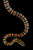 Banded Flying Snake (Chrysopelea pelias)