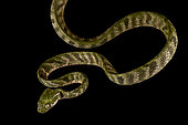 Bengkulu cat snake (Boiga bengkuluensis)