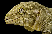 New Caledonian giant gecko (Rhacodactylus laechianus) "Brosse"