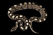 Ball python "scaleless" (Python regius)