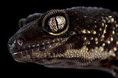 Black knight Leopard gecko (Eublepharis macularius)