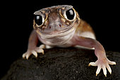 Midline knob-tailed gecko (Nephrurus vertebralis)
