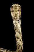 West African forest cobra (Naja savannula)