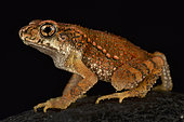 Lesser dwarf toad (Ingerophrynus parvus)