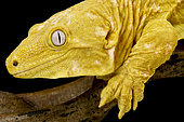 Albino New Caledonian giant gecko (Rhacodactylus laechianus)