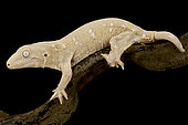 Albino 3 New Caledonian giant gecko (Rhacodactylus laechianus)