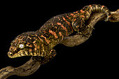 New Caledonian giant gecko "red bar" Grand Terre (Rhacodactylus laechianus)