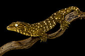 New Caledonian giant gecko "Nuu Ami" (Rhacodactylus laechianus)