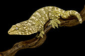 New Caledonian giant gecko Nuu Aani (Rhacodactylus laechianus)