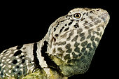 Black-spotted collared lizard (Crotaphytus collaris melanomaculatus)