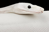 Boa imperator "Leucistic" (Boa imperator)