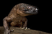 Chiapan Beaded Lizard (Heloderma alvarezii)