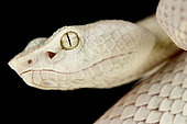 McGregor's pit viper (Trimeresurus mcgregori)