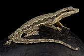 Flat-tailed house gecko (Hemidactylus platyurus) sur fond noir