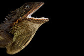 Robinson's Forest Dragon (Malayodracon robinsonii)
