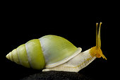 Green tree snail (Amphidromus atricallosus)