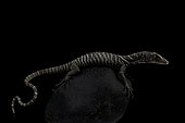 Golden-spotted tree monitor (Varanus boehmei)