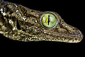 Giant green eyed gecko (Gekko smithii)