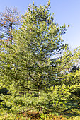 Eastern White Pine (Pinus strobus) 'Louie'