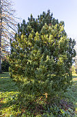 Arolla pine (Pinus cembra)
