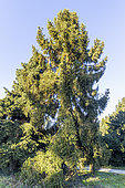 Norway Spruce (Picea abies) 'Ellwangeriana'