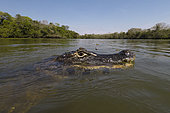 Close up of a jacare caiman, Caiman yacare, in the Rio Claro. Rio Claro, Pantanal, Mato Grosso, Brazil
