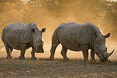 Two white rhinoceroses, Ceratotherium simum, walking in the dust at sunset. Kalahari, Botswana