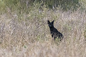 A rare black serval, Leptailurus serval, standing in the grass in Lualenyi game reserve. The genes of melanistic animals carry a mutation that creates more dark pigment than light pigment.