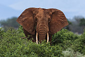 Portrait of an African elephant, Loxodonta africana, looking at the camera. Voi, Tsavo National Park, Kenya.