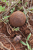 Dung beetle hiding a ball of dung. Voi, Tsavo National Park, Kenya.