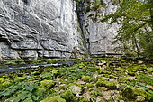 Cliffs and mossy rocks, Gorges du Doubs, Charquemeont, Haut-Doubs, Doubs, France