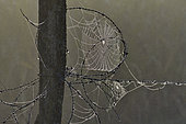 Spider web woven on barbed wire, Doubs, France