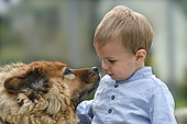 Eurasier dog and young child face to face