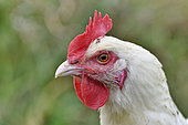 Portrait of a chicken, poultry, France