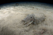 Common cuttlefish (Sepia officinalis) on sandy bottom, Canary Islands