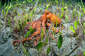 White spotted octopus (Octopus macropus) on seagrass. Marine invertebrates of the Canary Islands.