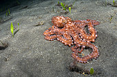 White spotted octopus (Octopus macropus) on bottom. Marine invertebrates of the Canary Islands.