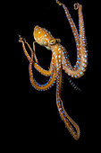 White spotted octopus (Octopus macropus) on black background. Marine invertebrates of the Canary Islands.