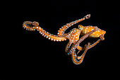 White spotted octopus (Octopus macropus) on black background. Marine invertebrates of the Canary Islands.