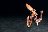 White spotted octopus (Octopus macropus) above bottom. Marine invertebrates of the Canary Islands.