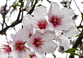 Almond blossom (Prunus dulcis). Teneriffe, Canary Islands.