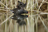 Common Moorhen (Gallinula chloropus) stretching in the water, Alsace, France