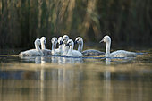 Mute swan (Cygnus olor), 9 chicks on water, Alsace, France