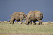 Rhinocéros blanc (Ceratotherium simum) marchant dans la savane, Kenya