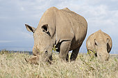 White rhinoceros (Ceratotherium simum) grazing in the savanna, Kenya