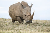 Rhinocéros blanc (Ceratotherium simum) marchant dans la savane, Kenya