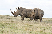 White rhinoceros (Ceratotherium simum) walking in the savanna, Kenya
