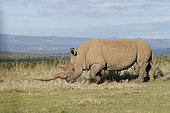 Rhinocéros blanc (Ceratotherium simum) avec une longue corne marchant dans la savane, Kenya